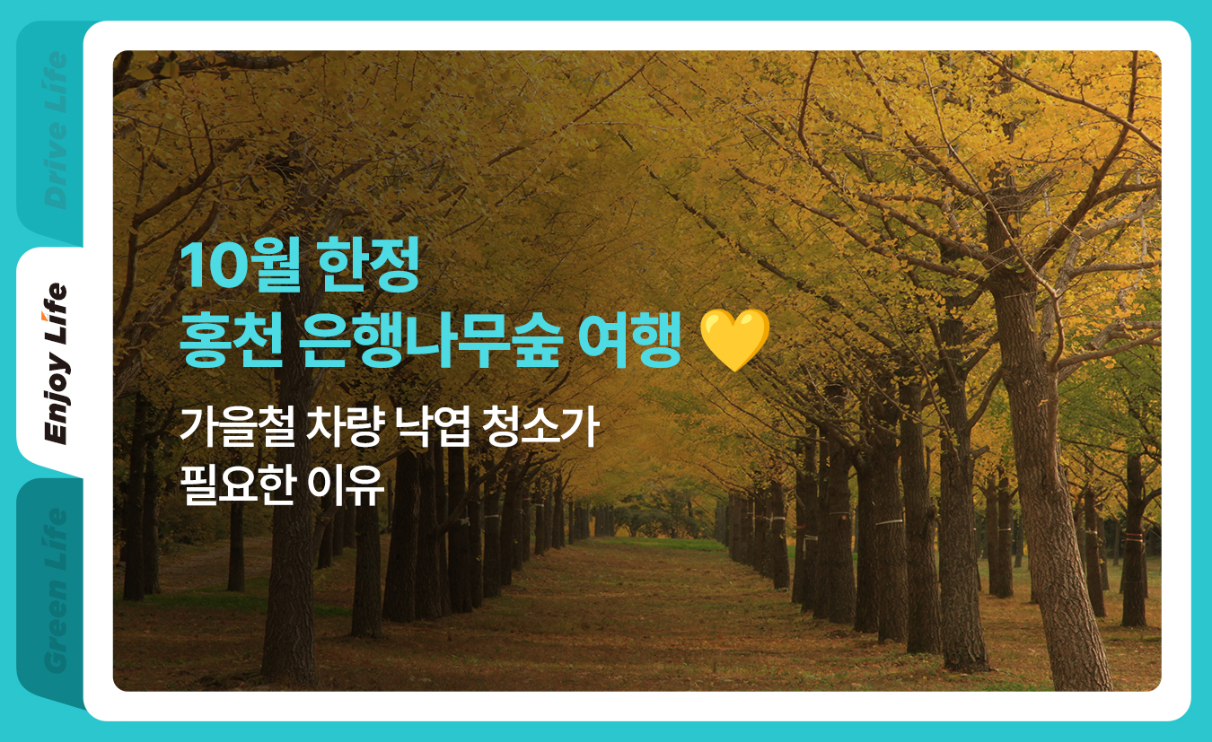 9월_킥스라이프_홍천-은행나무숲_1.jpg