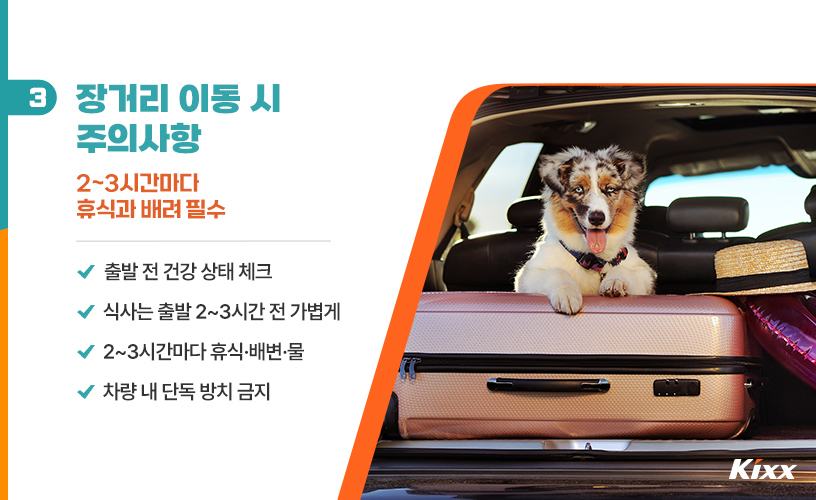 반려동물 차량 탑승_4.jpg