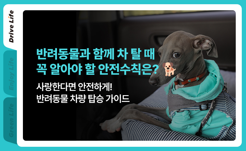 반려동물 차량 탑승_1.jpg